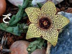 Image result for Orbea knobelii