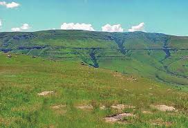 Image result for Otiophora multicaulis