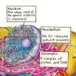 Nucleolus function
