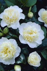 Kamelia Camellia Japonica Brushfield Yellow In 2020 Camellia Plant Japanese Garden Plants Yellow Plants