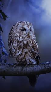 Elegant Owl Bird Wallpaper Owl Wallpaper Owl Wallpaper Iphone Cute Owls Wallpaper