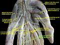 The flexor digitorum profundus is a muscle in the forearm of humans that flexes the fingers (also known as digits). Flexor Digitorum Profundus Muscle Wikipedia
