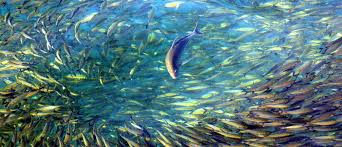 The covers almost 50 of the world's surface. Why Should We Care About The Ocean World Economic Forum