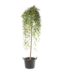 Whether you have sour, sweet, or weeping cherry trees, knowing when and how to prune cherry tree is important. Snow Fountains Weeping Cherry High Form Bower Branch