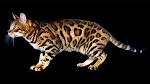 Bengal cat - Wikipedia