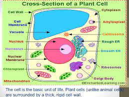 They comprise of other organelles and cellular structures which carry out specific functions. Plant And Animal Cell Comparison The Cell Is The Basic Unit Of Life Plant Cells Unlike Animal Cells Are Surrounded By A Thick Rigid Cell Wall Ppt Download