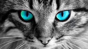 Abril Adli Kullanicinin ˏˋ Animals ˎˊ Panosundaki Pin Kedi Kopek Tekir Kediler Kedi