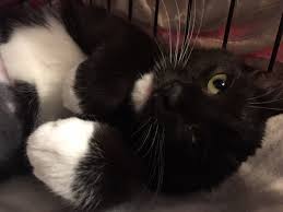 _____ upon a time a little cat traveled to the forest. She S 13 Weeks Old And She Was In Heat Community Cat Coalition Facebook