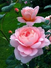 Maybe you would like to learn more about one of these? 650 Idee Su Fotografia Di Fiori Fotografia Di Fiori Fiori Bellissimi Fiori