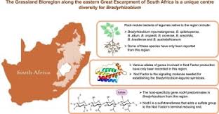 Image result for Argyrolobium rupestre