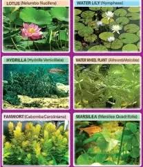What Are The Most Common Examples Of Terrestrial Plants
