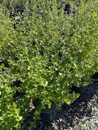 Image result for Ceanothus