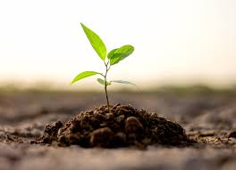 Planting trees will not solve the issue of climate change • Earth.com