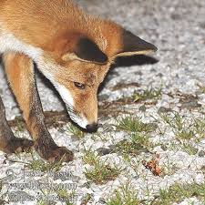 Raposa levam uma vida feliz com seu filho excêntrico ash e kristofferson, o raposo voltar aos velhos hábitos e planejar o maior roubo de galinhas que o mundo animal já viu. Vulpes Vulpes Red Fox Renard Roux Rotfuchs Zorro Liska Obecna Liska Obycajna Volpe Vos Rav Rev Kettu Roka Raposa Rebane Lapsa Rudas Lapsas Lape Tilk