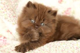 Alibaba.com offers 1,242 cats persian products. Kisses Chocolate Persian Kitten For Sale Doll Face Persian Kittens The Most Trusted Name In The Business 660 292 2222 Persian Kittens For Sale Persian Kittens Persian Cat Doll Face