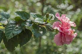 Its frothy white blooms stand out against the wintry hedgerow. A Brief Guide To Tree Identification By Examining Its Flower Gardenerdy
