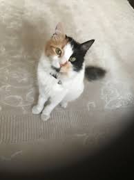 Sahip Pozver Kedi Pozver Diyip Poz Vermeden Cekiyim Ayip Yani Kedi