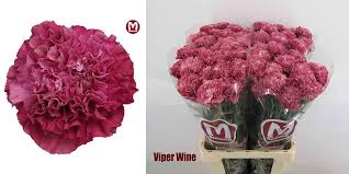 Viper Wine Carnation