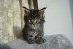 How Much Do Maine Ideal Kittens Cost? - MaineCoon.org