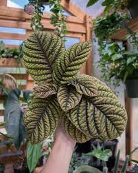 Image result for Ardisiandra