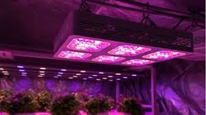 The grow light has a dozen blue and. 6 Best Grow Lights For Vegetables Jul 2021 Reviews Buying Guide