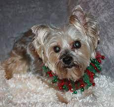 Animal league america's pet adoption center offers a wide variety of highly adoptable dogs, cats, puppies, and kittens just waiting for responsible, loving homes to call their own. Dog For Adoption Daisy A Yorkshire Terrier In League City Tx Petfinder