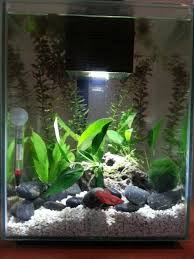 Betta Than A Bowl Betta Fish Aquariums Betta Tank Inspiration Aquariadise Betta Fish Tank Betta Aquarium Betta Fish