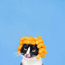 Regram My Little App Funny Cat Photos Funny Cat Pictures Crazy Cats