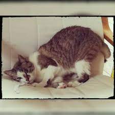 Il Mio Topolino Simba Cat Love Lost Cat Dog Adoption