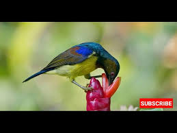 Mitos burung kematian, emprit gantil. Download Suara Burung Prit Gantil Mp3 Mp4 3gp Flv Download Lagu Mp3 Gratis
