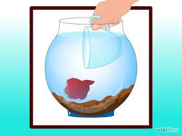Clean A Betta Fish Tank With Images Betta Fish Tank Beta Fish Tank Fish Tank