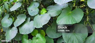 Image result for Piper umbellatum