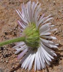 Southwest Colorado Wildflowers, Erigeron tracyi