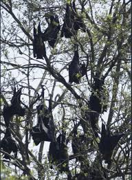 People who in the course of their professional activities transport passengers or goods across borders. Prabir Mehta Archives Rva Mag
