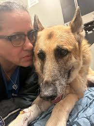 Grief and support for loss of a beloved pet