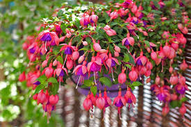 It blooms in profusion for many months of the year. How To Prepare Your Fuchsia Flowers For Winter Gardener S Path