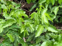 Image result for Melicoccus bijugatus