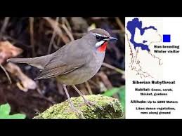 Siberian Rubythroat Bird Video Bird Gif Bird Photo Siberian