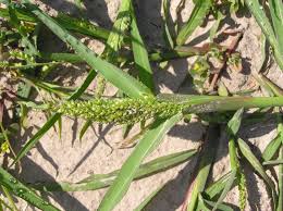 Image result for Echinochloa crus-galli