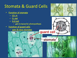 Check spelling or type a new query. How Do Plants Get Co2 In And Let O2 Out Stomata Guard Cells Function Of Stomata Co 2 In O 2 Out H 2 O Out Gets To Leaves For Photosynthesis Ppt Download