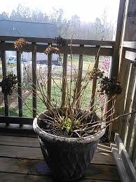 Hydrangeas do very well in pots but become rootbound after three years. Is Now A Good Time To Repot My Hydrangea