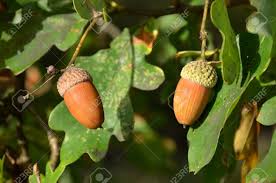 It can spread to nearby leaves if the air is humid, and fallen infected leaves can pass it on to other plants. Detail Of Oak Tree Quercus The Fruit Acorn Stock Photo Picture And Royalty Free Image Image 50200375