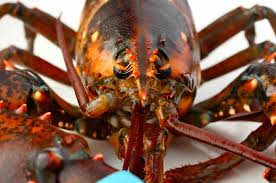 We did not find results for: Crostacei 5 Errori Che Facciamo Spesso Dissapore
