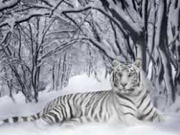 4k ultra hd white tiger wallpapers. White Tiger Wallpaper Wallpapers For Free Download About 3 199 Wallpapers