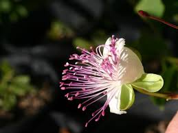 Image result for Capparaceae