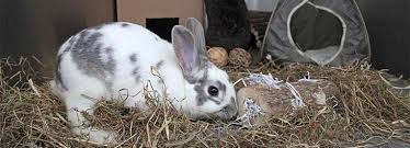 I wanted to know how much pet rabbit insurance costs, but the comparison websites didn't give any choice or comparisons. Enrichments For Rabbits Rabbit Health And Welfare Rspca Advice