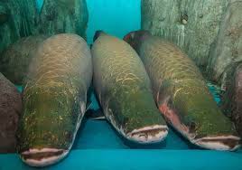 Maybe you would like to learn more about one of these? Ikan Arapaima Raksasa Asal Sungai Amazon Amerika Selatan