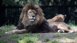 Liuxbate VIP Onlyfans - She's an Authentic Spinner