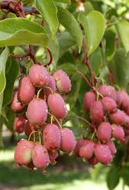 Image result for foto minikiwi