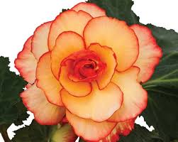 Begonia Picotee Sunburst Picotee Sunburst Begonia Tuberhybrida Begonia Picotee Sunburst Amerihybrid Tuberous Begonias Sunbu Flowers Bulb Flowers Begonia